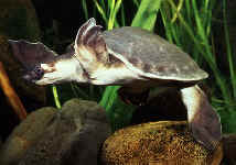 tortuga.jpg (15263 byte)