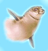monachus_1.gif (19342 byte)